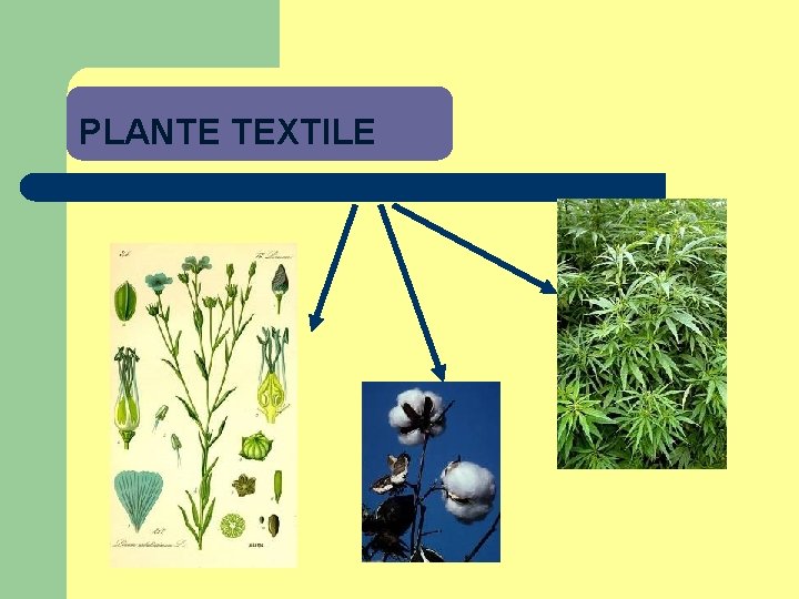 PLANTE TEXTILE 