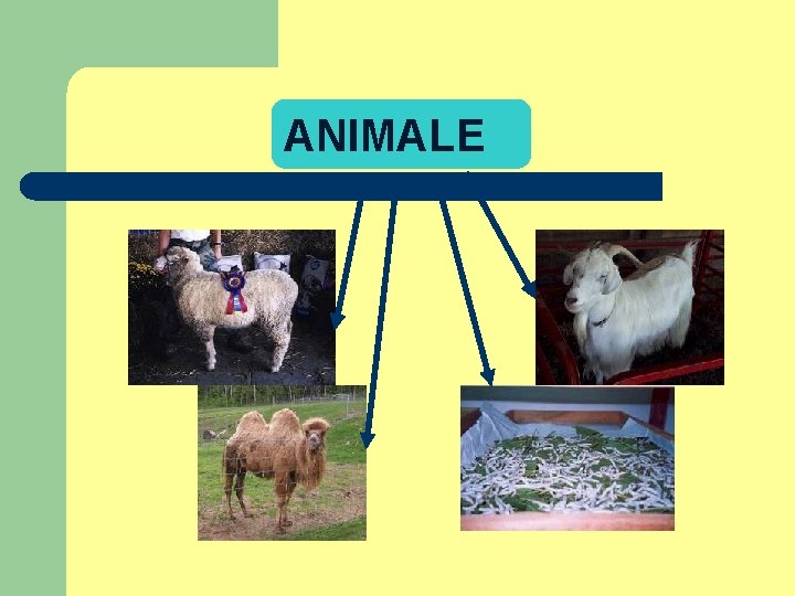 ANIMALE 