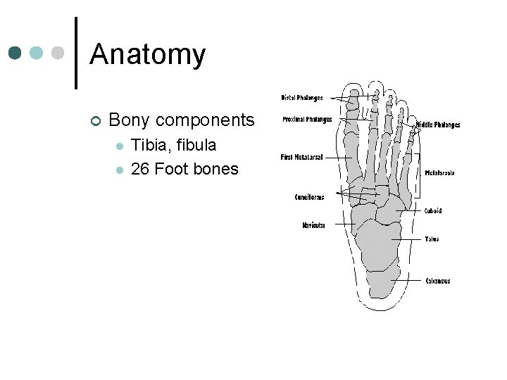 Anatomy ¢ Bony components l l Tibia, fibula 26 Foot bones 