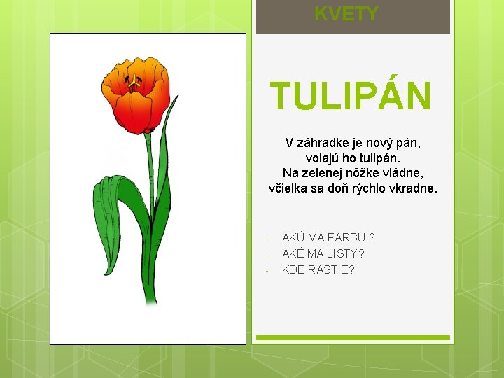 KVETY TULIPÁN V záhradke je nový pán, volajú ho tulipán. Na zelenej nôžke vládne,