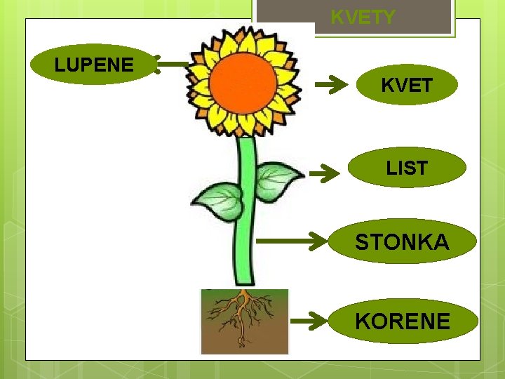 KVETY LUPENE KVET LIST STONKA KORENE 