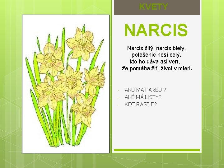 KVETY NARCIS Narcis žltý, narcis biely, potešenie nosí celý, kto ho dáva asi verí,