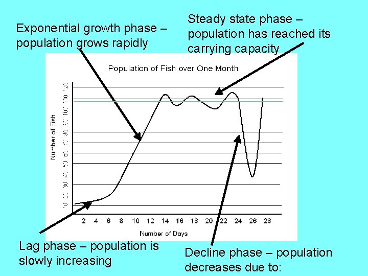 Exponential growth phase – population grows rapidly Lag phase – population is slowly increasing