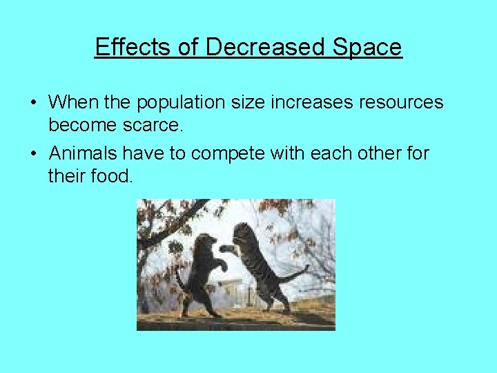 Effects of Decreased Space • When the population size increases resources become scarce. •