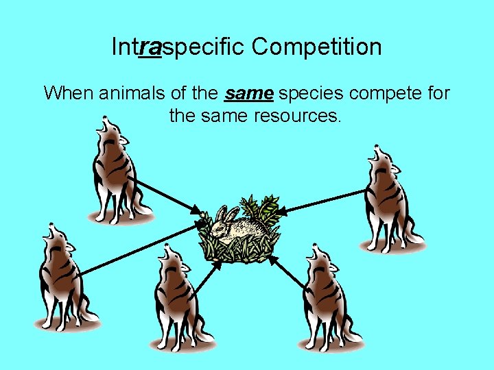 Intraspecific Competition When animals of the same species compete for the same resources. 