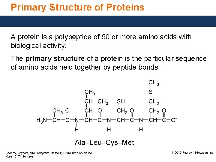 Primary Structure of Proteins A protein is a polypeptide of 50 or more amino