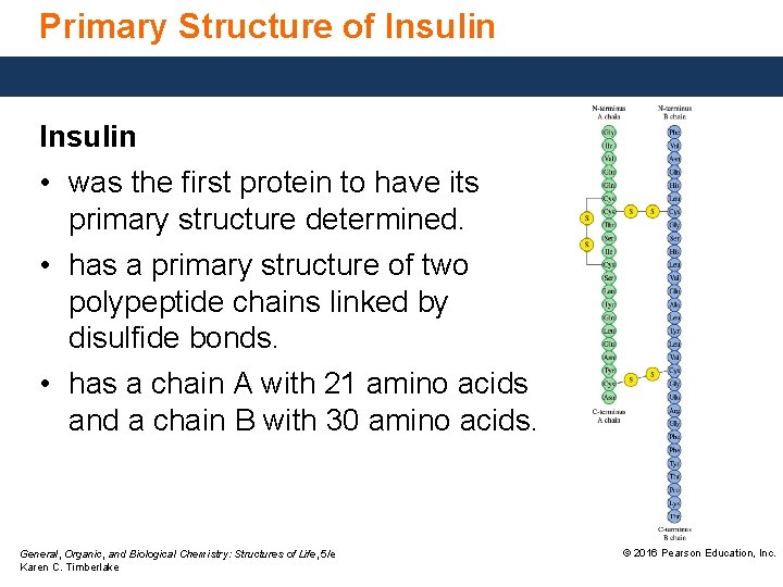Primary Structure of Insulin • was the first protein to have its primary structure
