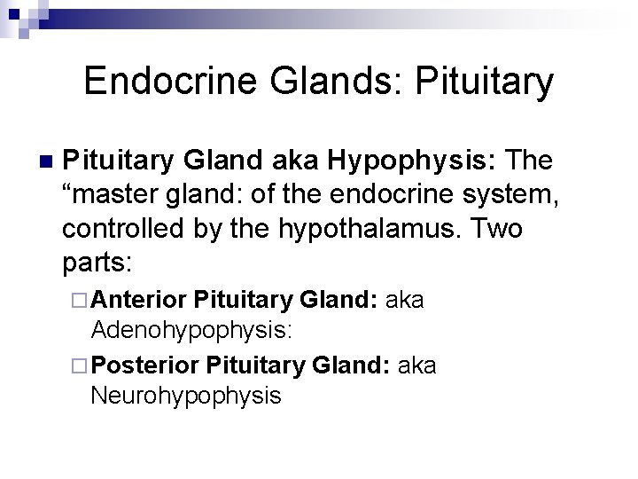 Endocrine Glands: Pituitary n Pituitary Gland aka Hypophysis: The “master gland: of the endocrine Endocrine Glands: Pituitary n Pituitary Gland aka Hypophysis: The “master gland: of the endocrine