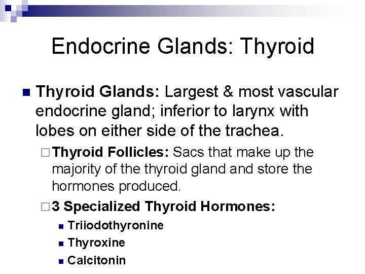 Endocrine Glands: Thyroid n Thyroid Glands: Largest & most vascular endocrine gland; inferior to Endocrine Glands: Thyroid n Thyroid Glands: Largest & most vascular endocrine gland; inferior to