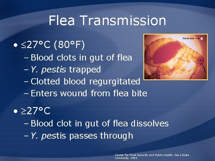 Flea Transmission • 27°C (80°F) – Blood clots in gut of flea – Y.