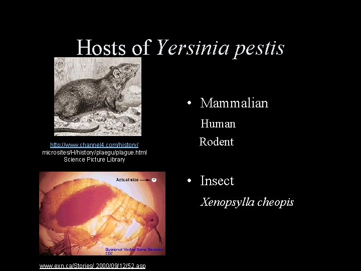 Hosts of Yersinia pestis • Mammalian http: //www. channel 4. com/history/ microsites/H/history/plaegu/plague. html Science