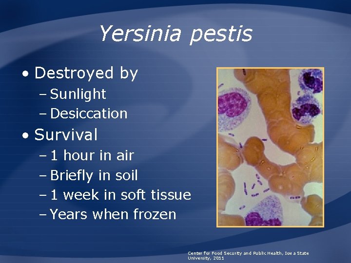 Yersinia pestis • Destroyed by – Sunlight – Desiccation • Survival – 1 hour