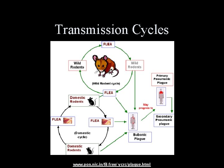 Transmission Cycles www. pon. nic. in/fil-free/ vcrc/plague. html 