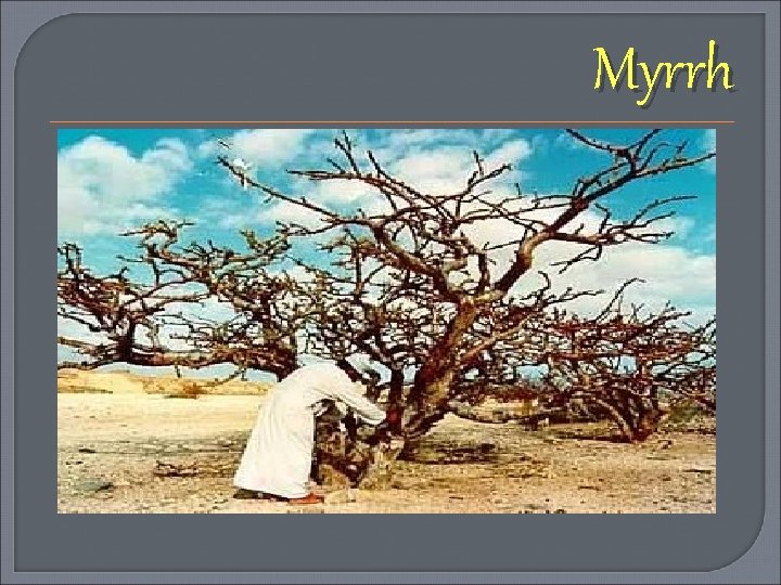 Myrrh 