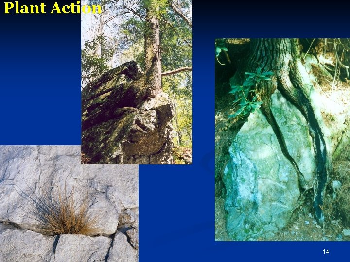 Plant Action 14 Plant Action 14