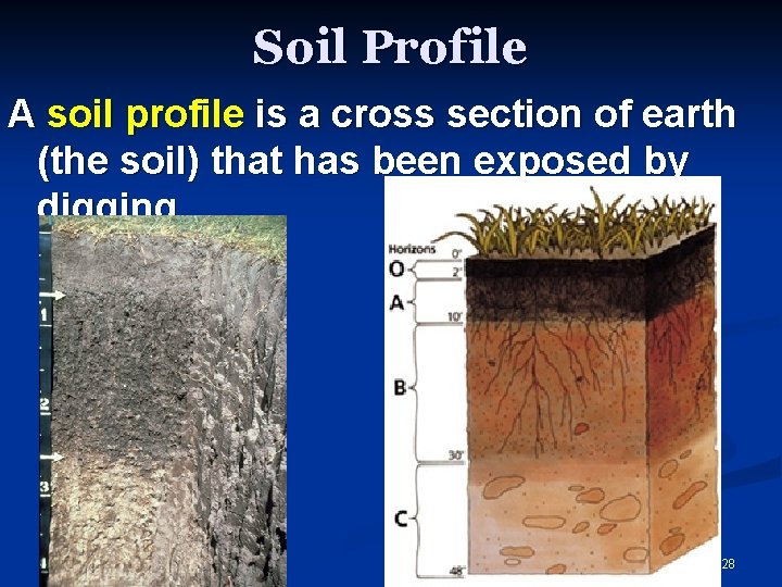 Soil Profile A soil profile is a cross section of earth (the soil) that Soil Profile A soil profile is a cross section of earth (the soil) that