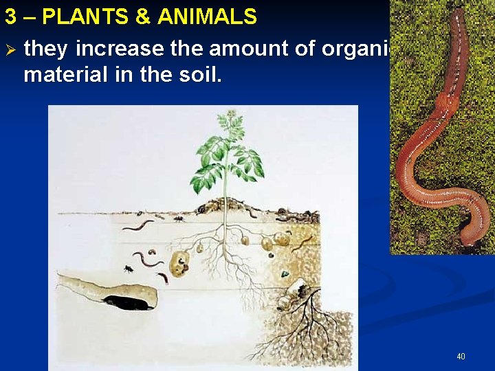 3 – PLANTS & ANIMALS Ø they increase the amount of organic material in 3 – PLANTS & ANIMALS Ø they increase the amount of organic material in