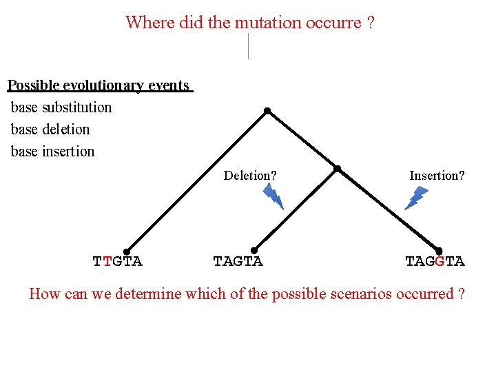 Where did the mutation occurre ? Possible evolutionary events base substitution base deletion base