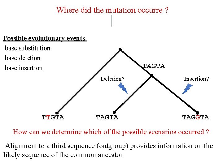 Where did the mutation occurre ? Possible evolutionary events base substitution base deletion base