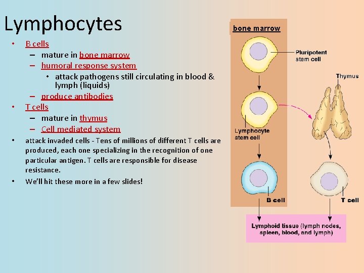 Lymphocytes • • B cells – mature in bone marrow – humoral response system