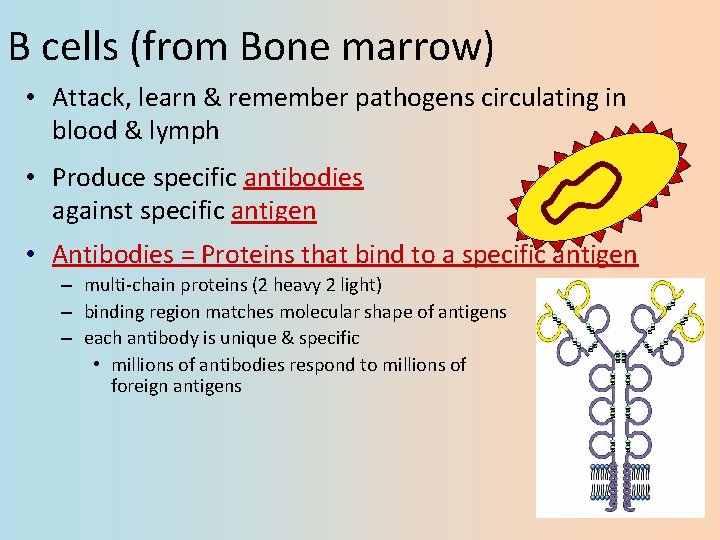 B cells (from Bone marrow) • Attack, learn & remember pathogens circulating in blood