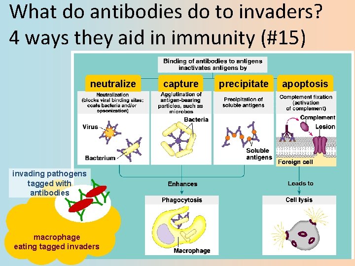 What do antibodies do to invaders? 4 ways they aid in immunity (#15) neutralize