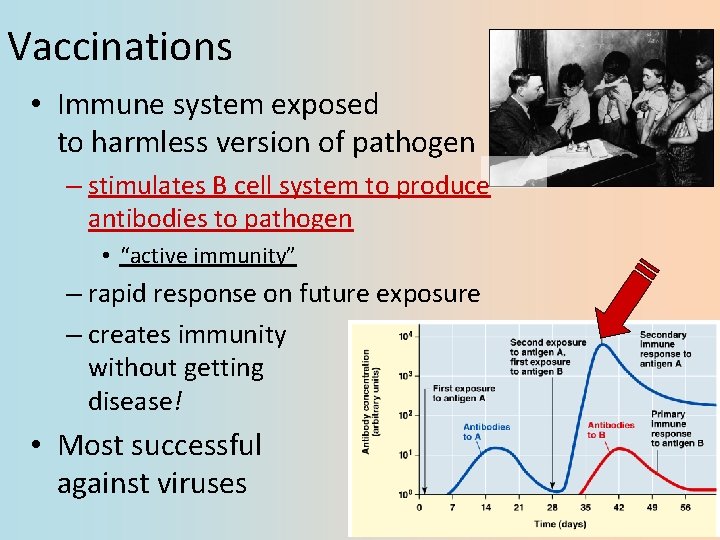 Vaccinations • Immune system exposed to harmless version of pathogen – stimulates B cell