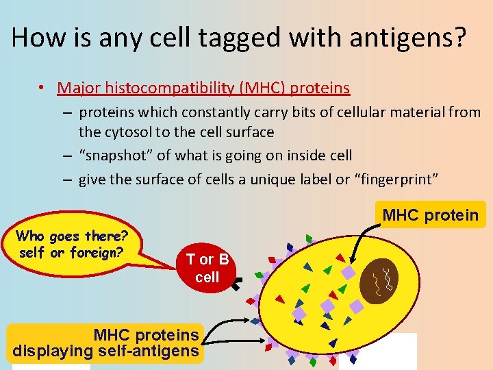 How is any cell tagged with antigens? • Major histocompatibility (MHC) proteins – proteins