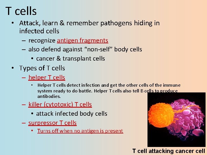 T cells • Attack, learn & remember pathogens hiding in infected cells – recognize