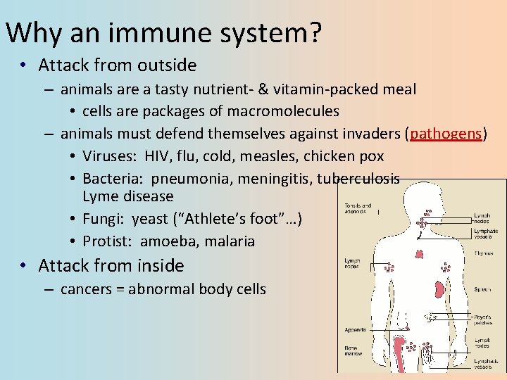 Why an immune system? • Attack from outside – animals are a tasty nutrient-