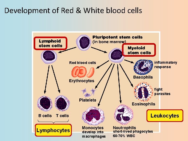 Development of Red & White blood cells inflammatory response Red blood cells fight parasites
