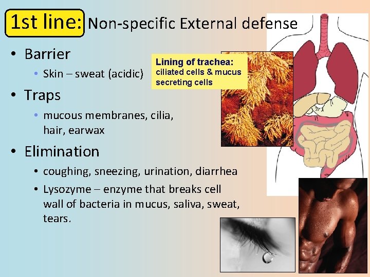 1 st line: Non-specific External defense • Barrier • Skin – sweat (acidic) •
