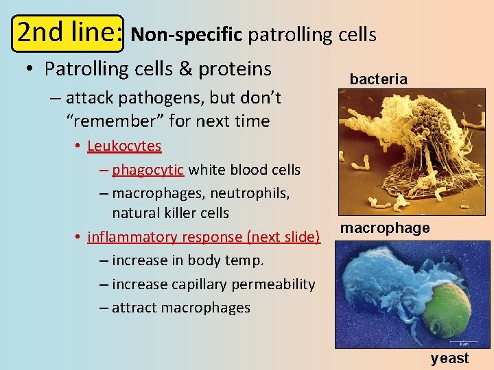 2 nd line: Non-specific patrolling cells • Patrolling cells & proteins – attack pathogens,