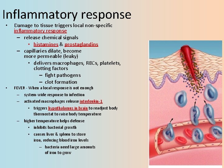 Inflammatory response • Damage to tissue triggers local non-specific inflammatory response – release chemical