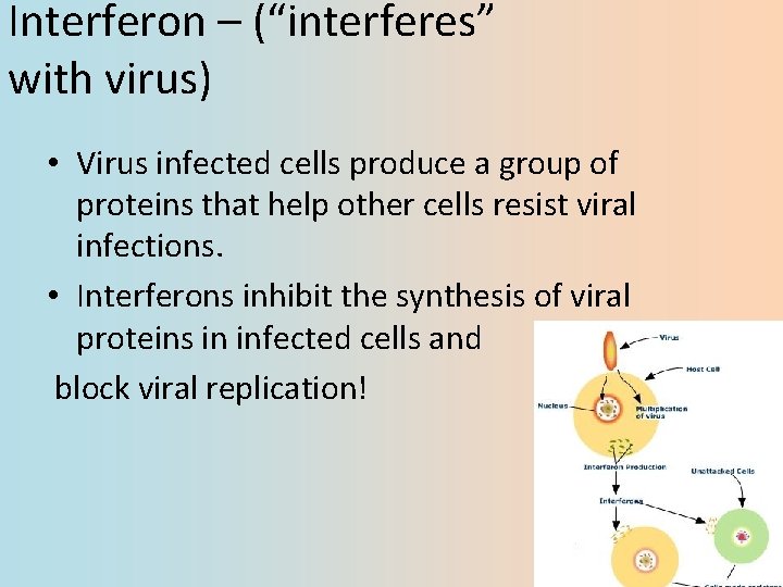 Interferon – (“interferes” with virus) • Virus infected cells produce a group of proteins