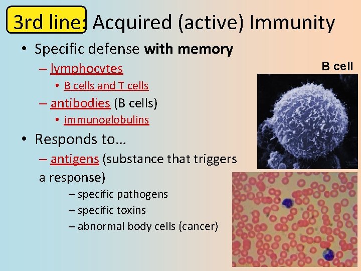 3 rd line: Acquired (active) Immunity • Specific defense with memory – lymphocytes •