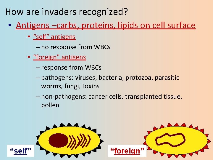 How are invaders recognized? • Antigens –carbs, proteins, lipids on cell surface • “self”
