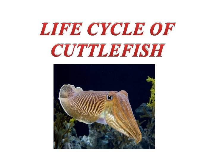 LIFE CYCLE OF CUTTLEFISH 