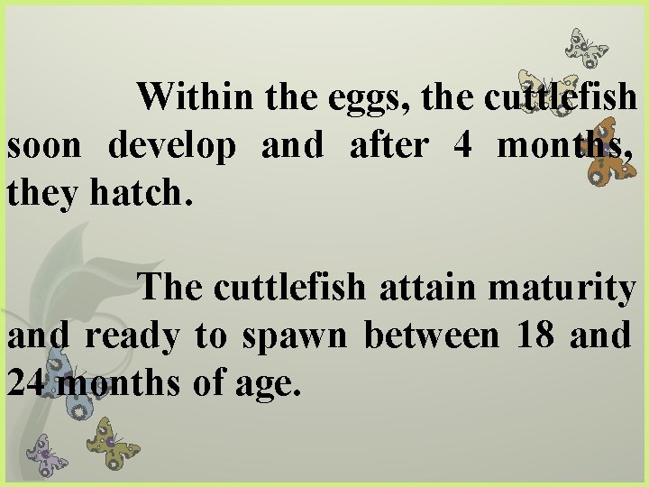 Within the eggs, the cuttlefish soon develop and after 4 months, they hatch. The