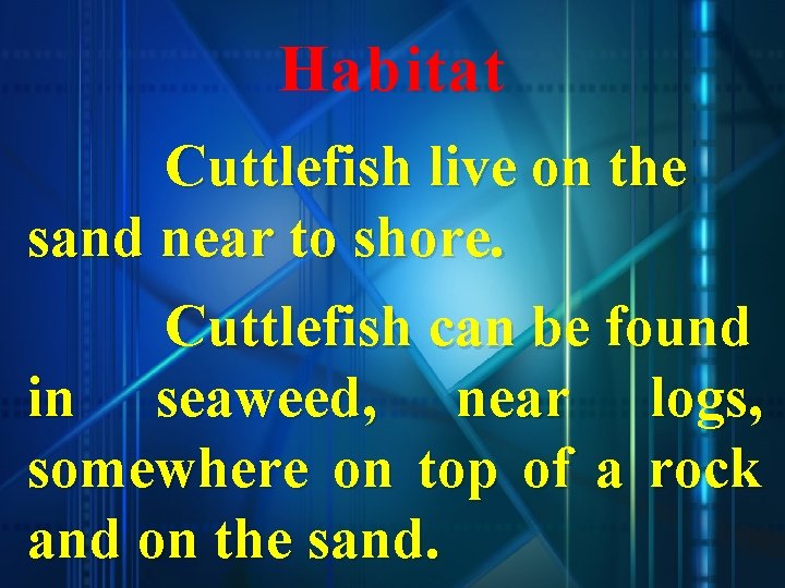 Habitat Cuttlefish live on the sand near to shore. Cuttlefish can be found in