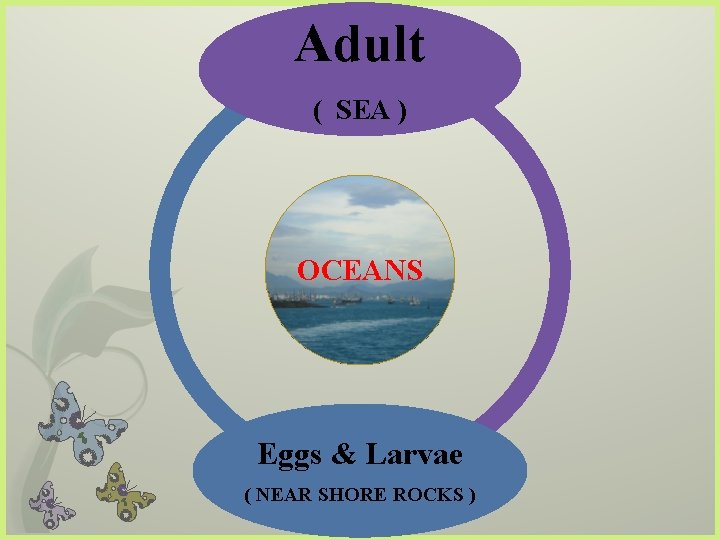 Adult ( SEA ) OCEANS Eggs & Larvae ( NEAR SHORE ROCKS ) 