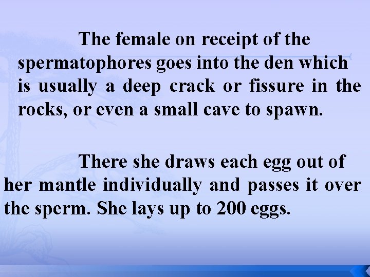 The female on receipt of the spermatophores goes into the den which is usually The female on receipt of the spermatophores goes into the den which is usually