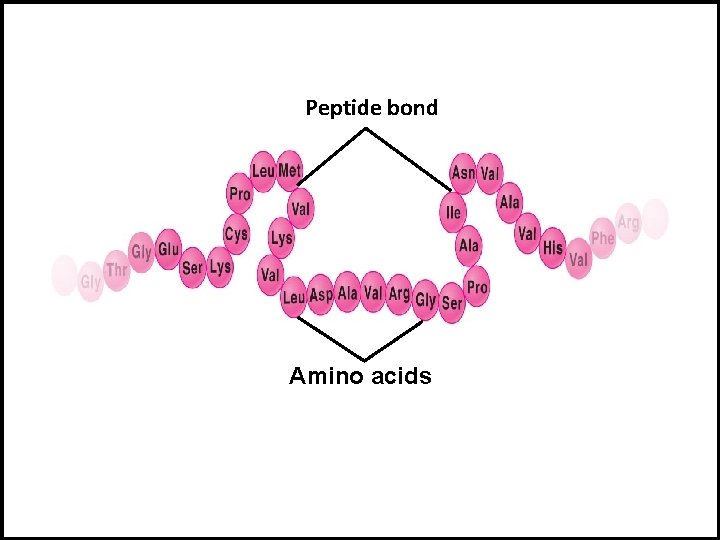 Peptide bond Amino acids 