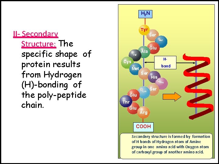 H 2 N II- Secondary Structure: The specific shape of protein results from Hydrogen
