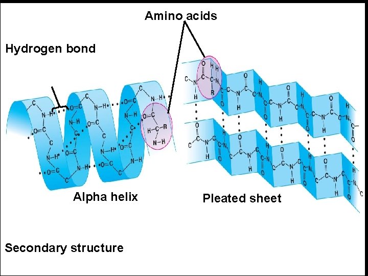 Amino acids Hydrogen bond Alpha helix Secondary structure Pleated sheet 