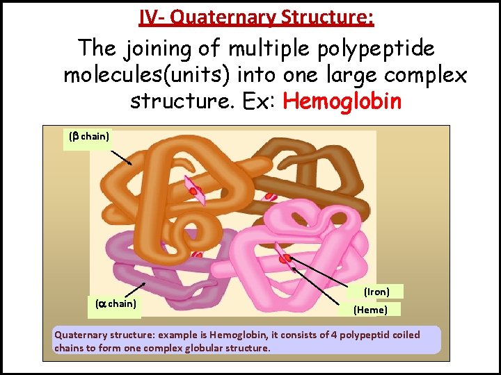 IV- Quaternary Structure: The joining of multiple polypeptide molecules(units) into one large complex structure.