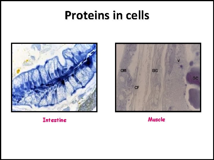 Proteins in cells Intestine Muscle 