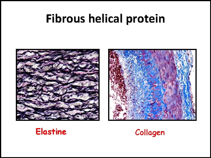 Fibrous helical protein Elastine Collagen 