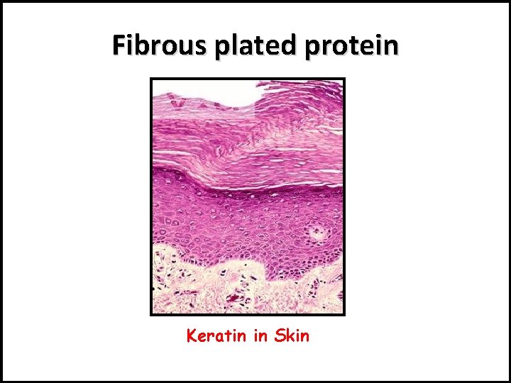 Fibrous plated protein Keratin in Skin 