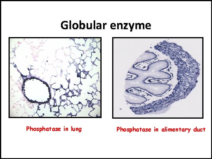 Globular enzyme Phosphatase in lung Phosphatase in alimentary duct 